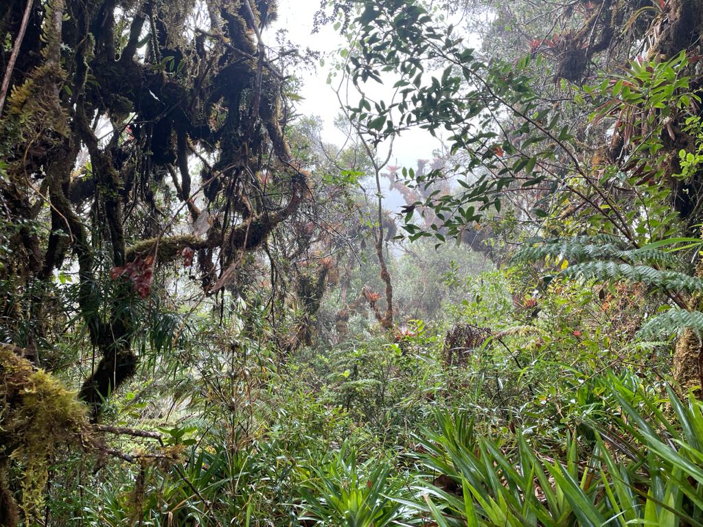 Read more about the article Cloud Forest Hike at Iyok Ami