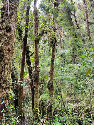 Cloud Forest Costa Rica