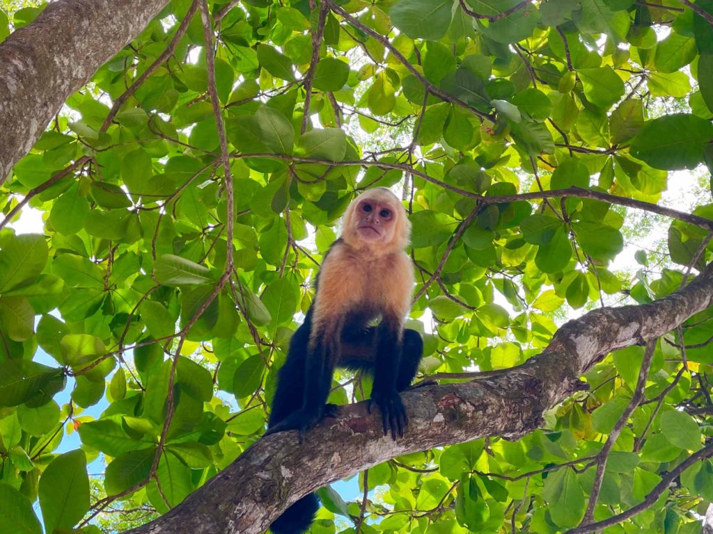 Capuchin Monkey at Manuel Antonio National Park