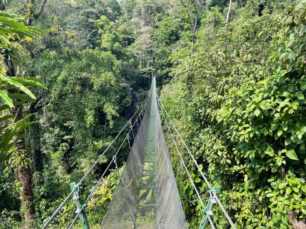 Los Campesinos Ecolodge Hanging Bridge
