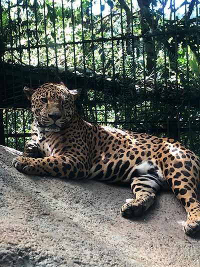Jaguar at the Jungle Cats section