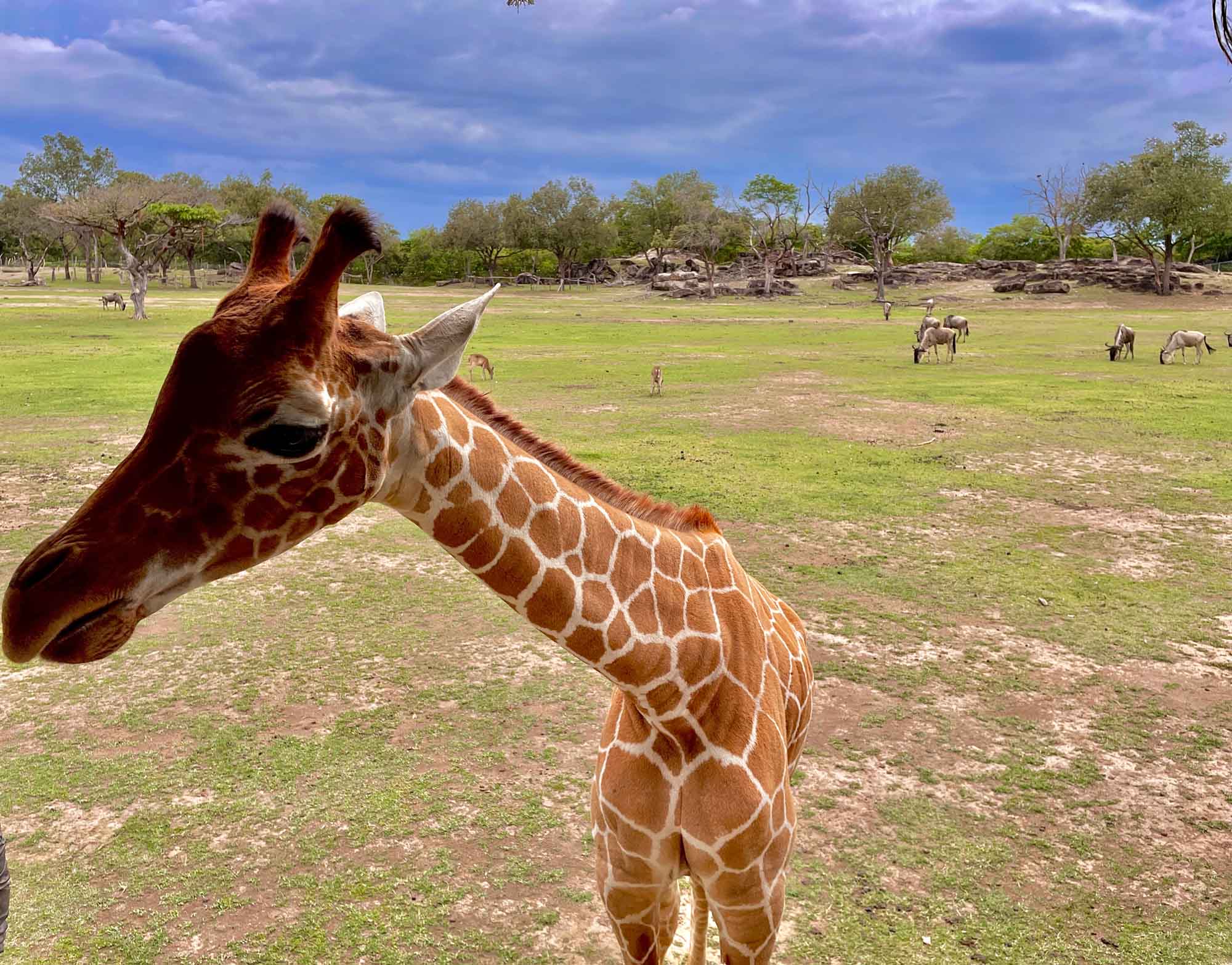Feeding a Giraffe at Ponderosa Adventure Park