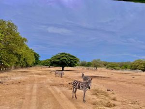Ponderosa Adventure Park Zebra