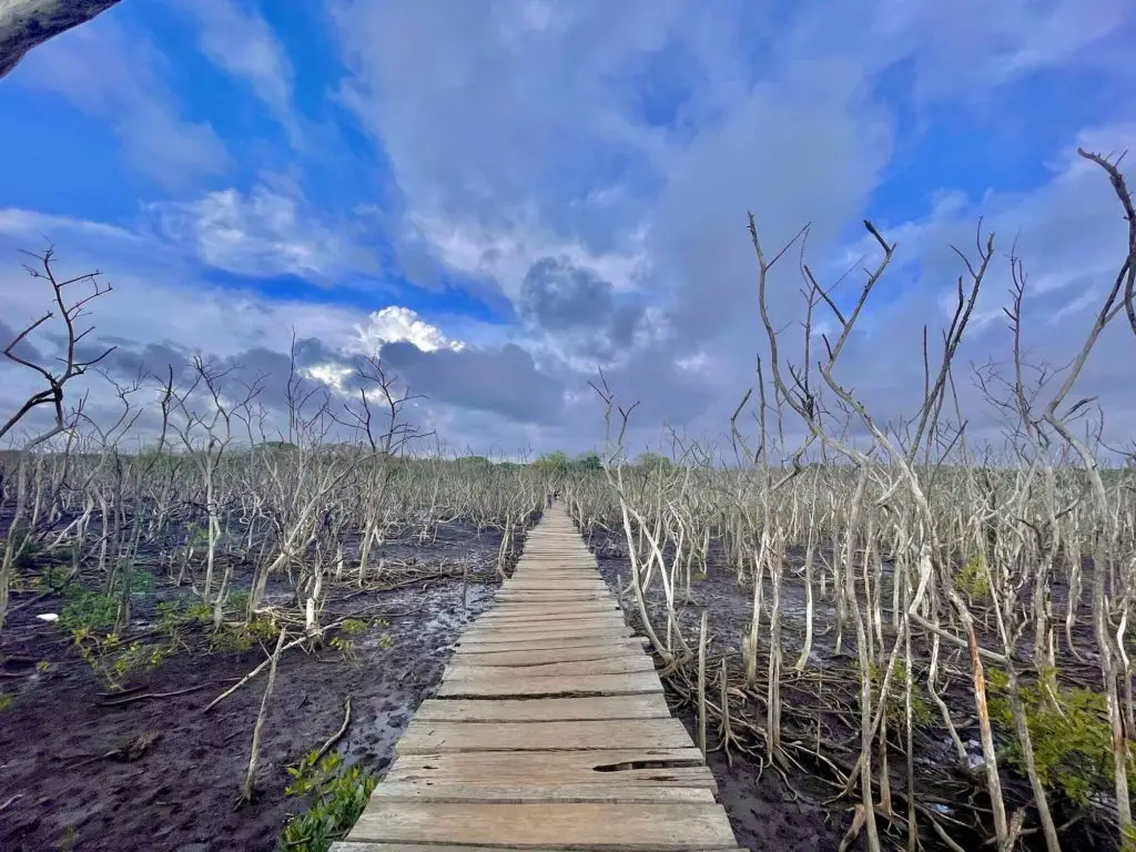 Playa Avellana Famous Bridge