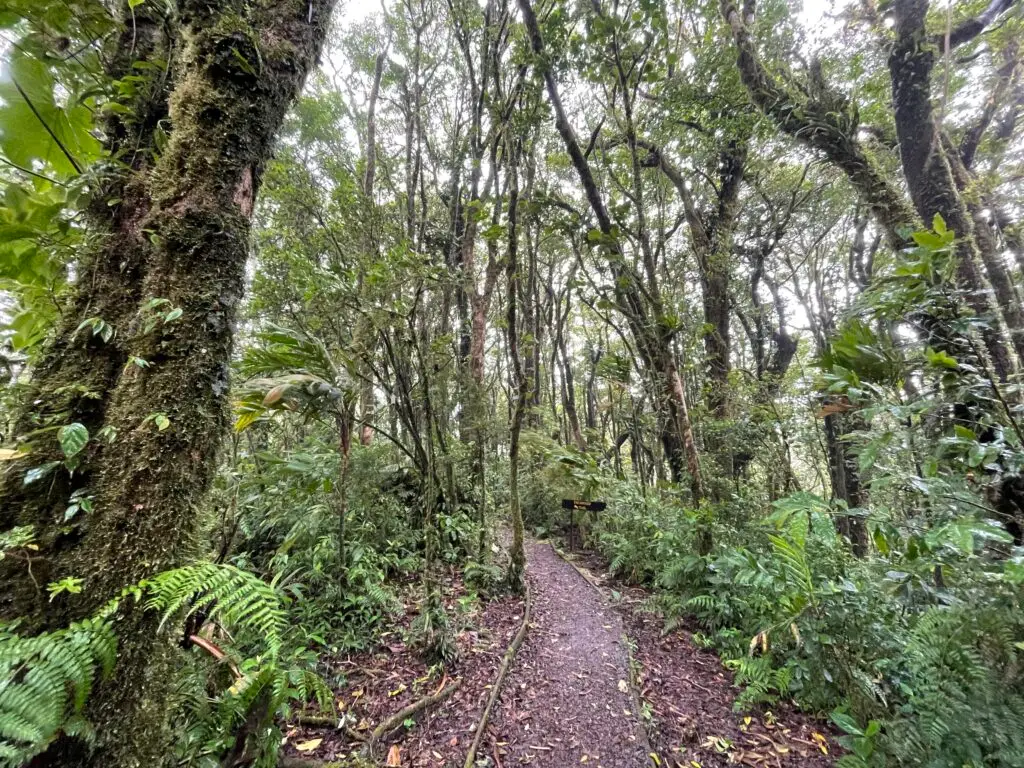 Reserva Santa Elena Cloud Forest