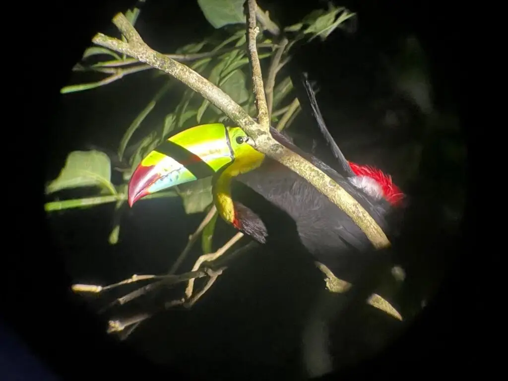 Toucan in Monteverde